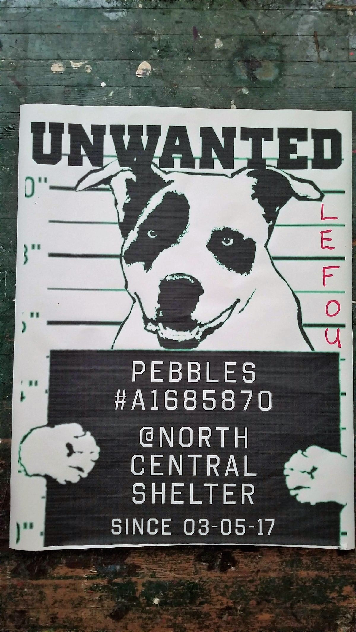 Pebbles - Unwanted Dog NewsPrint - Found a Home! ;)