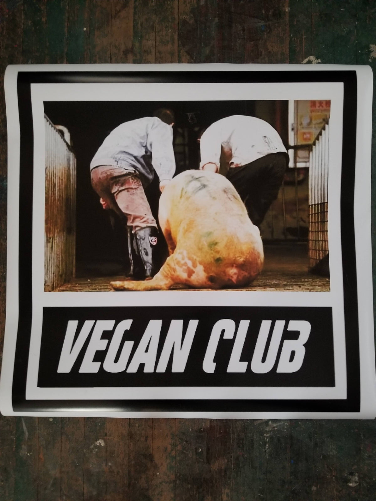 Pig pulled to slaughter photography