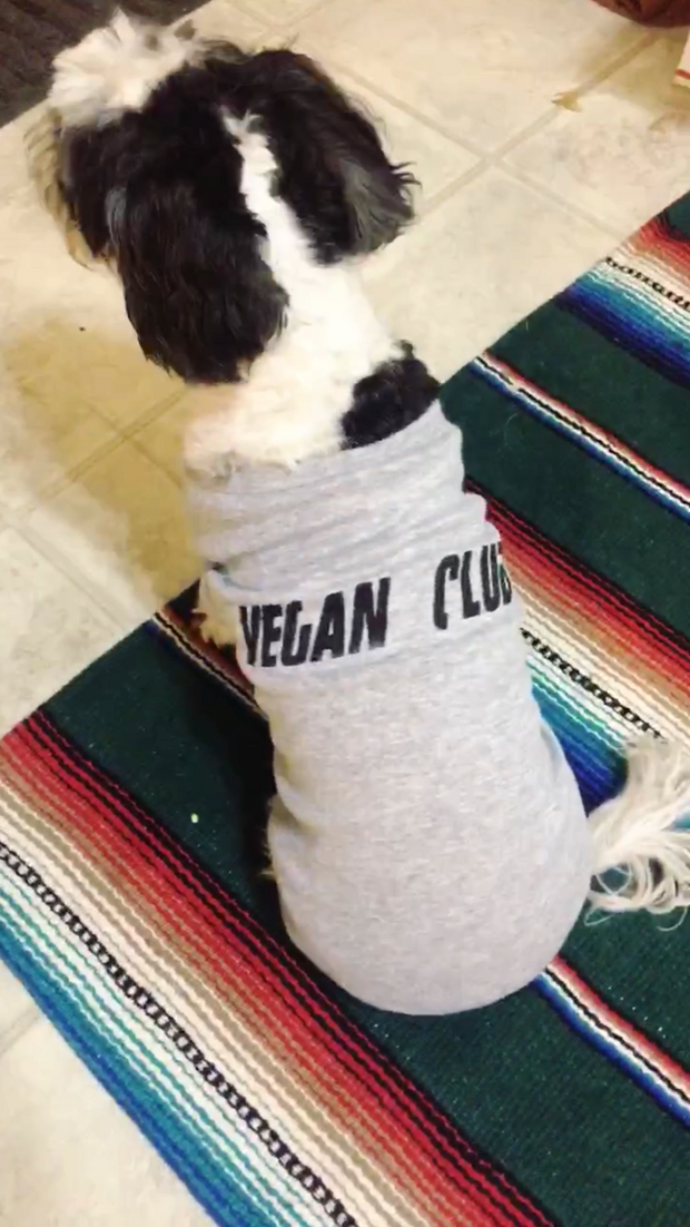 Dog Tee "Vegan Club"